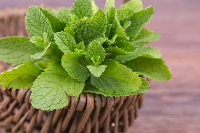 Manfaat Daun Peppermint Murni sebagai Herbal Alami